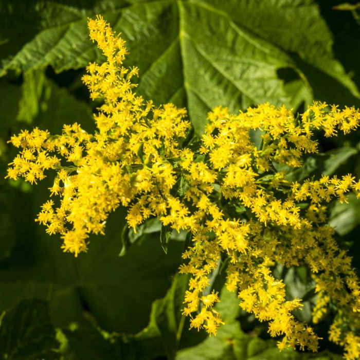 Near Howe Lake Trail