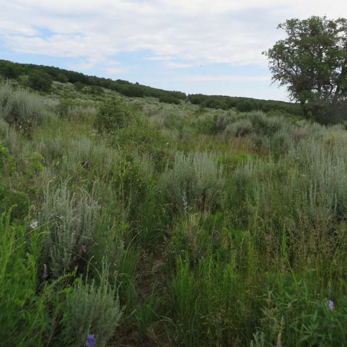Near Telephone Trail
