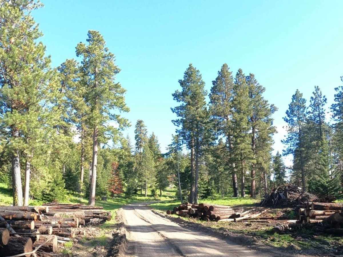 Bethel Ridge Road - NF1500 trail photo
