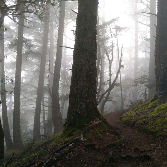 Near Matt Davis Trail