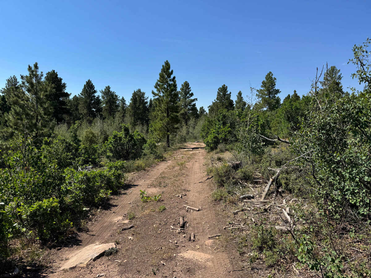BLM 6112B photo 3
