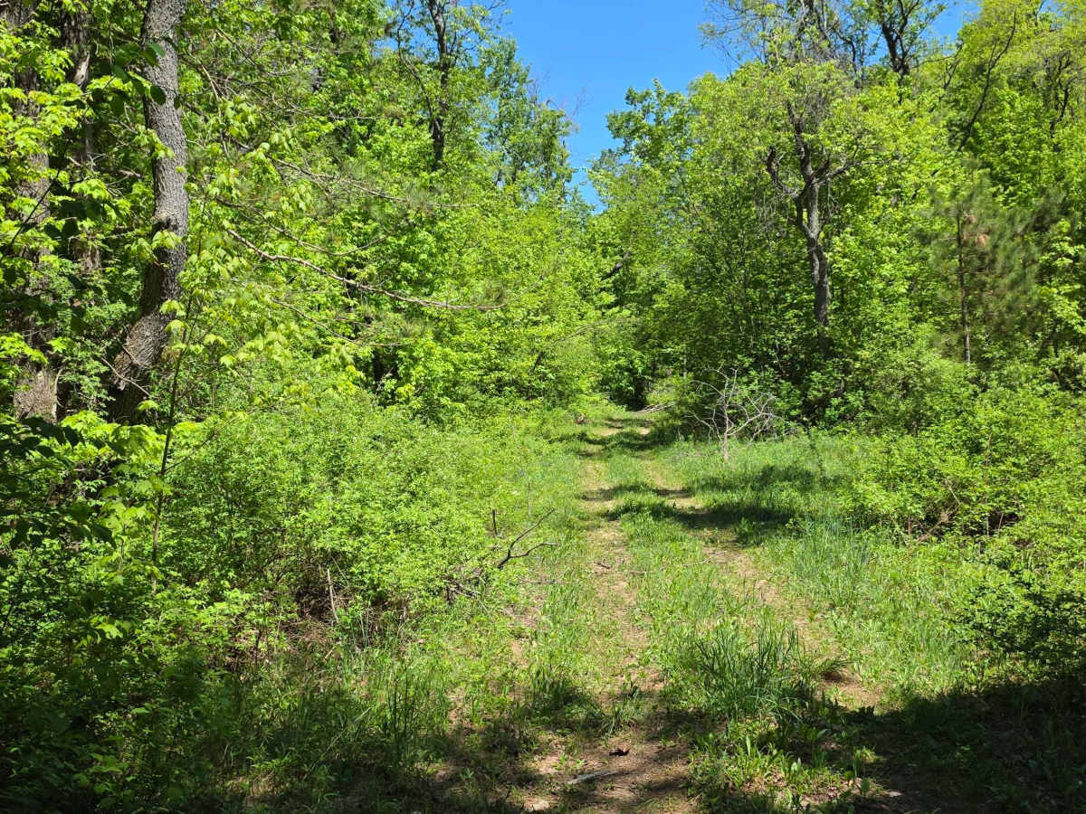 Loggers Lane photo 6