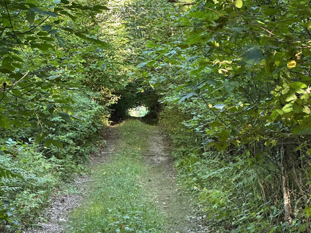 Strief Cutover  photo 6