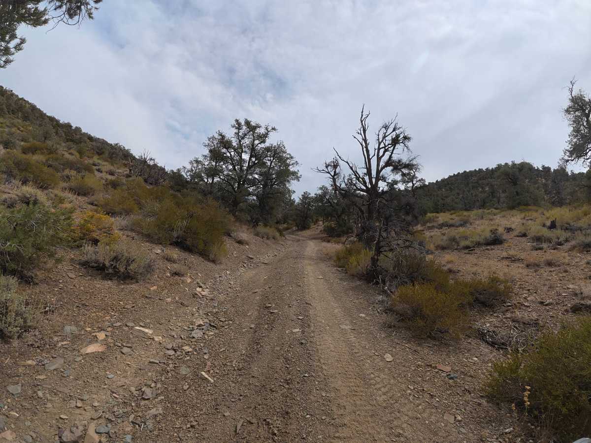 FS 8S106 trail photo