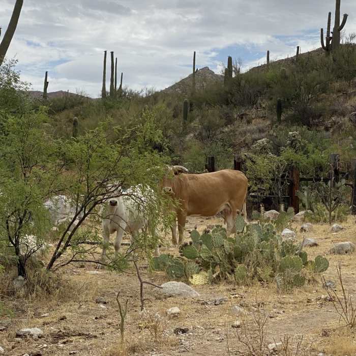 Near Cochie Springs Trail