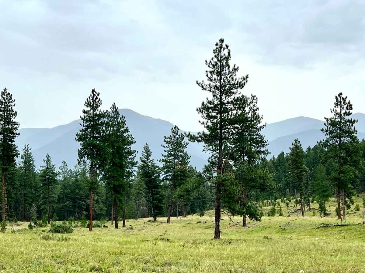 Grassy Meadows trail photo