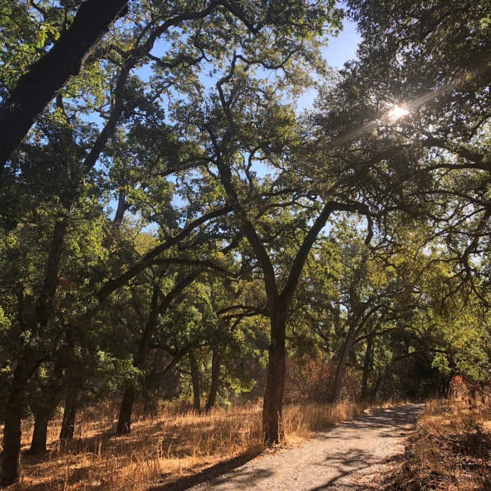 Near Stage Road Loop