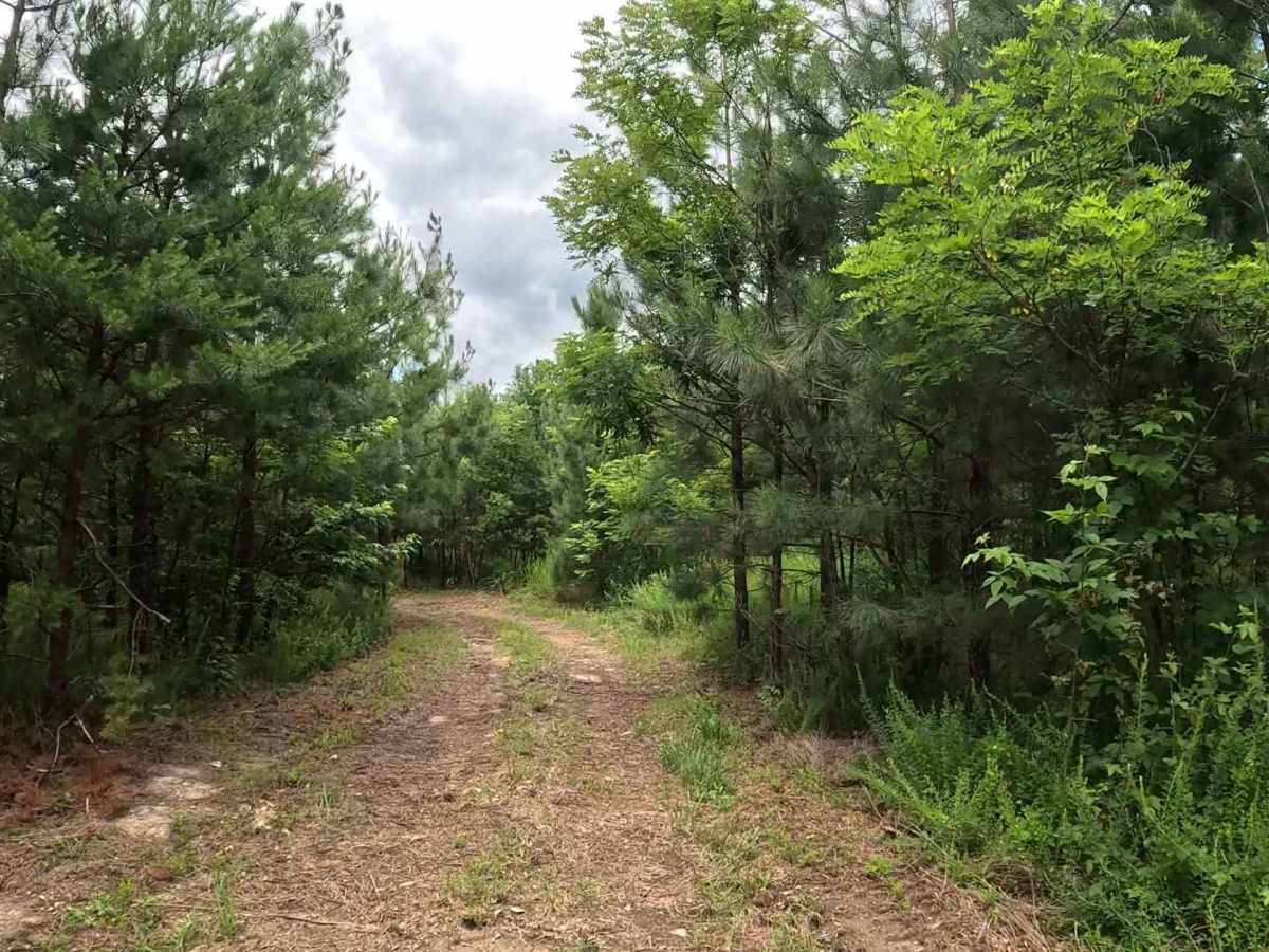 W4D trail photo