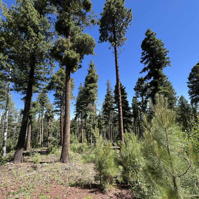 Near Viewpoint Trail