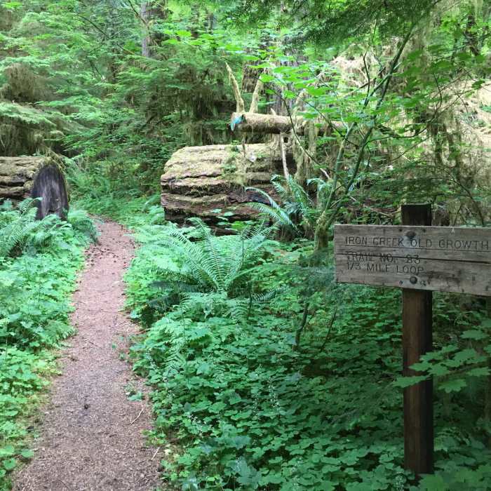 Near Iron Creek Old Growth