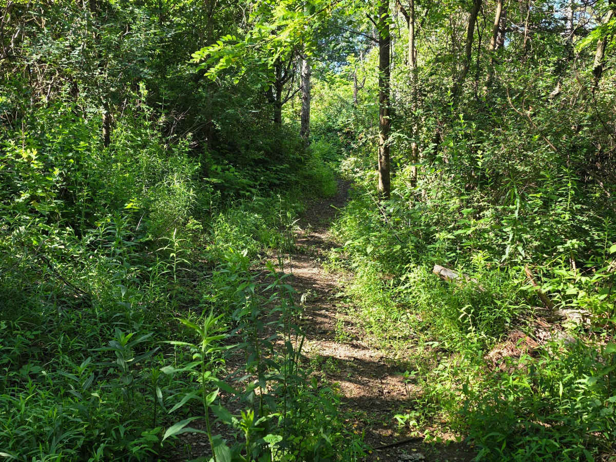 Single Track L photo 6