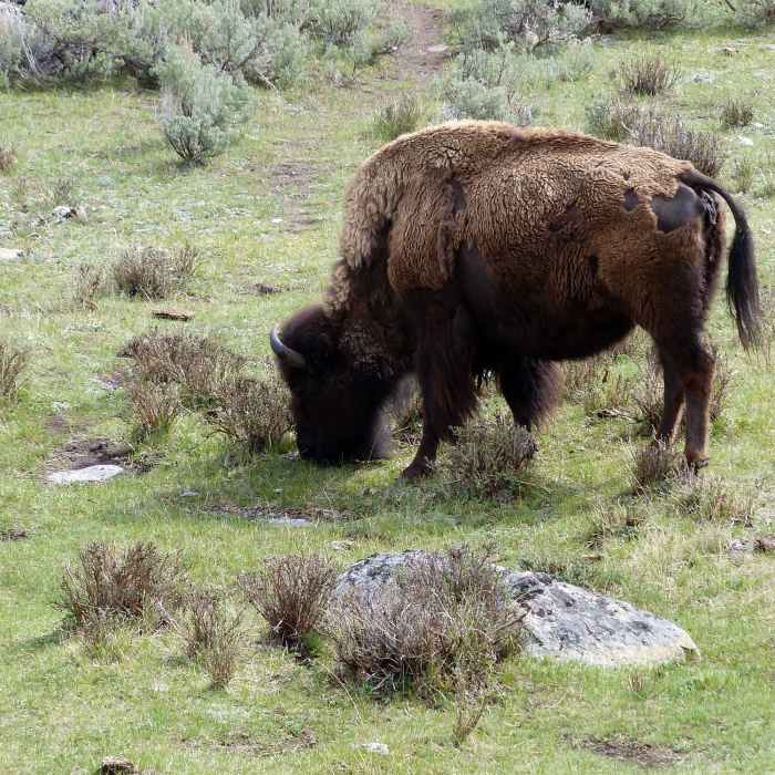 Near Specimen Ridge Petrified Forest