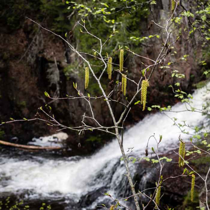 Near Kadunce River Wayside Trail