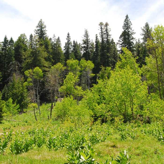 Near Lookout Mountain + Mother Lode Mine