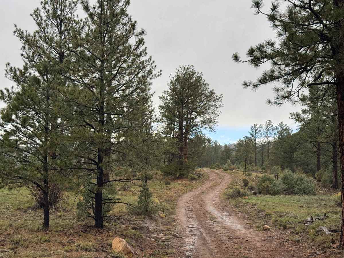 FS 420 trail photo