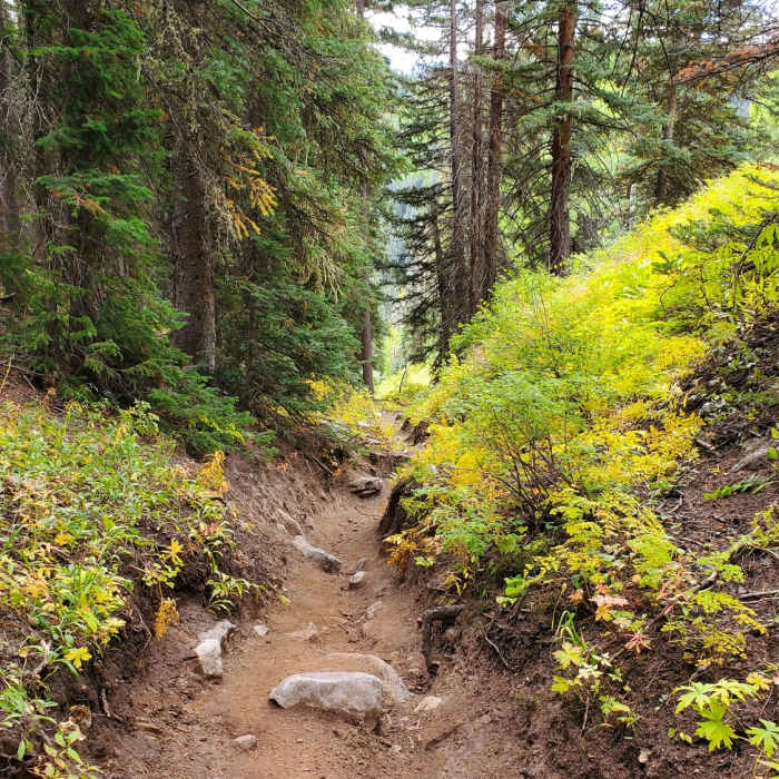 Eroded trough through denser forest with fall foliage. Near Castle Rock Trail