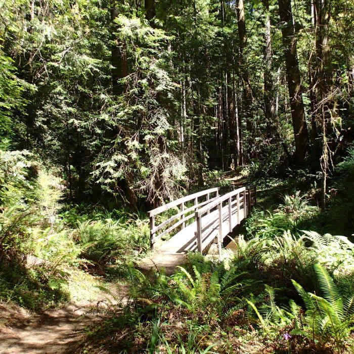 Near Fern Canyon Trail