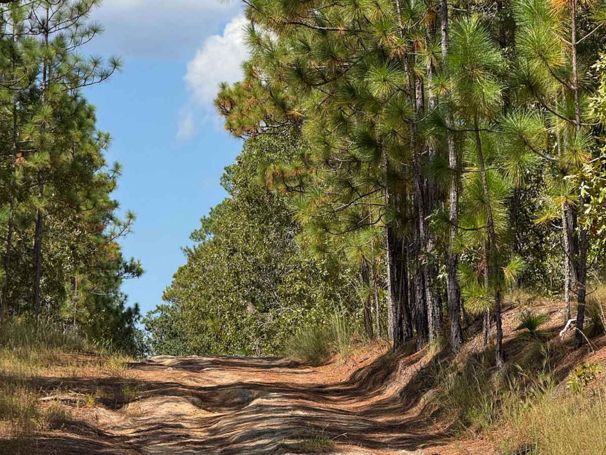 Naked Creek Lane photo 3