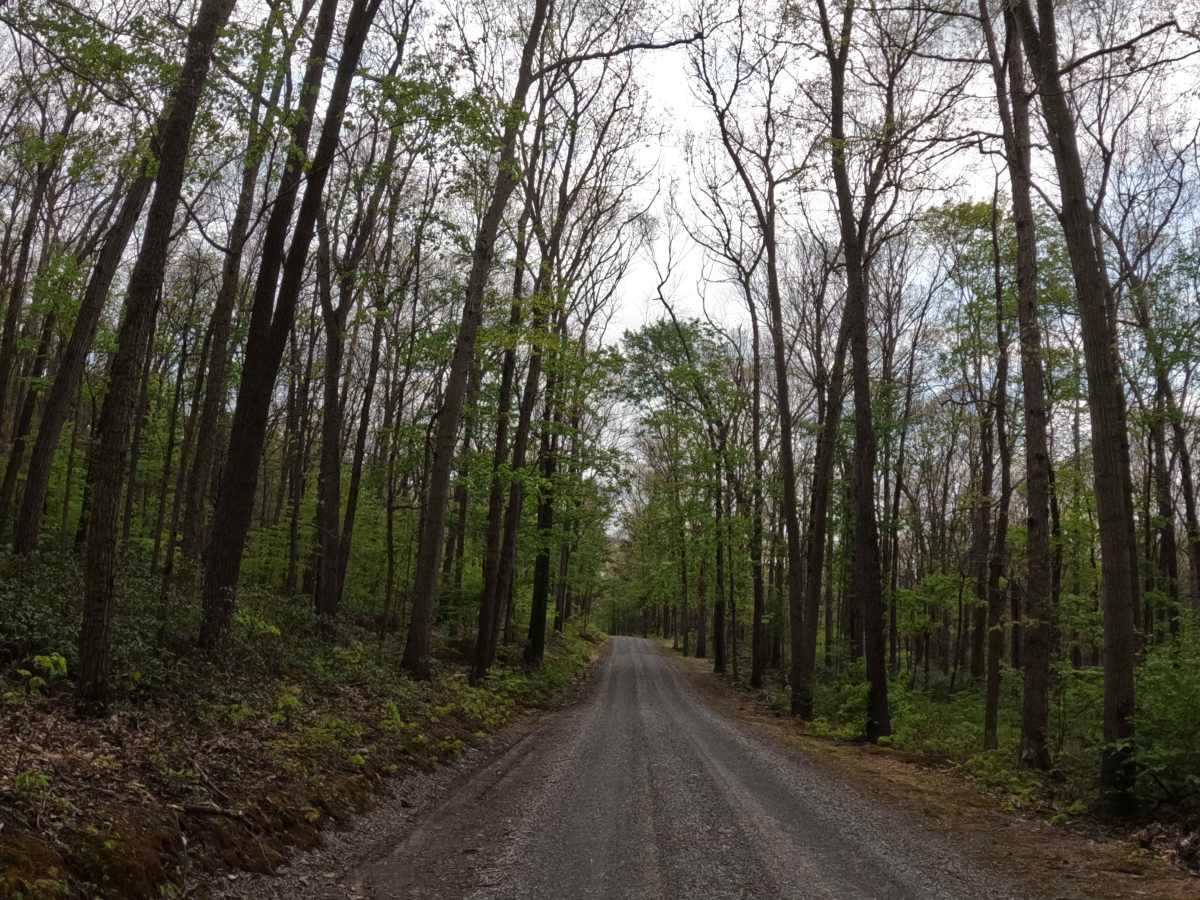 Pine Ridge Road photo 4