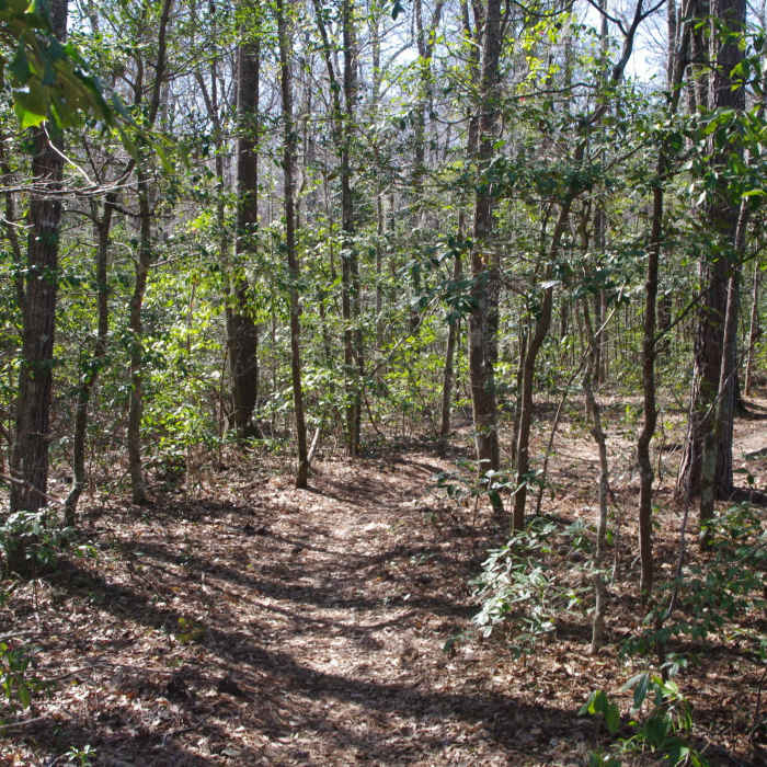 Near Kingfisher Pond Loop
