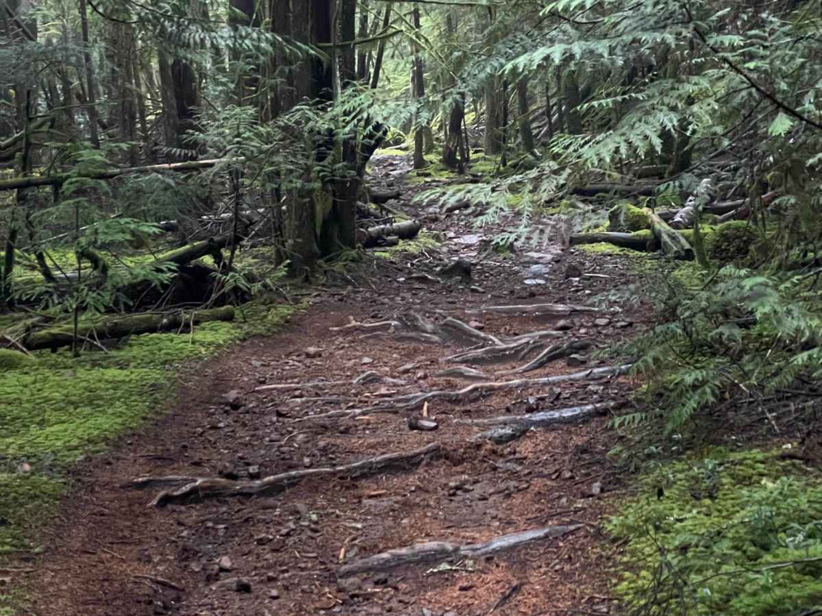 Cookhouse Connector trail photo