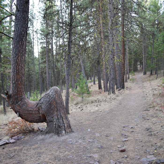Near Vista Point Loop (Blue Mountain)
