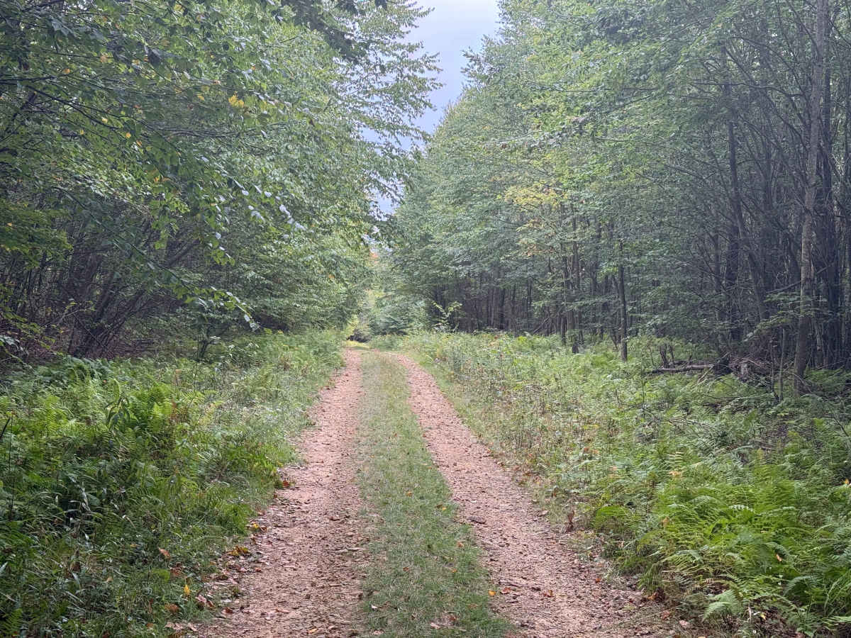 FS 144A trail photo