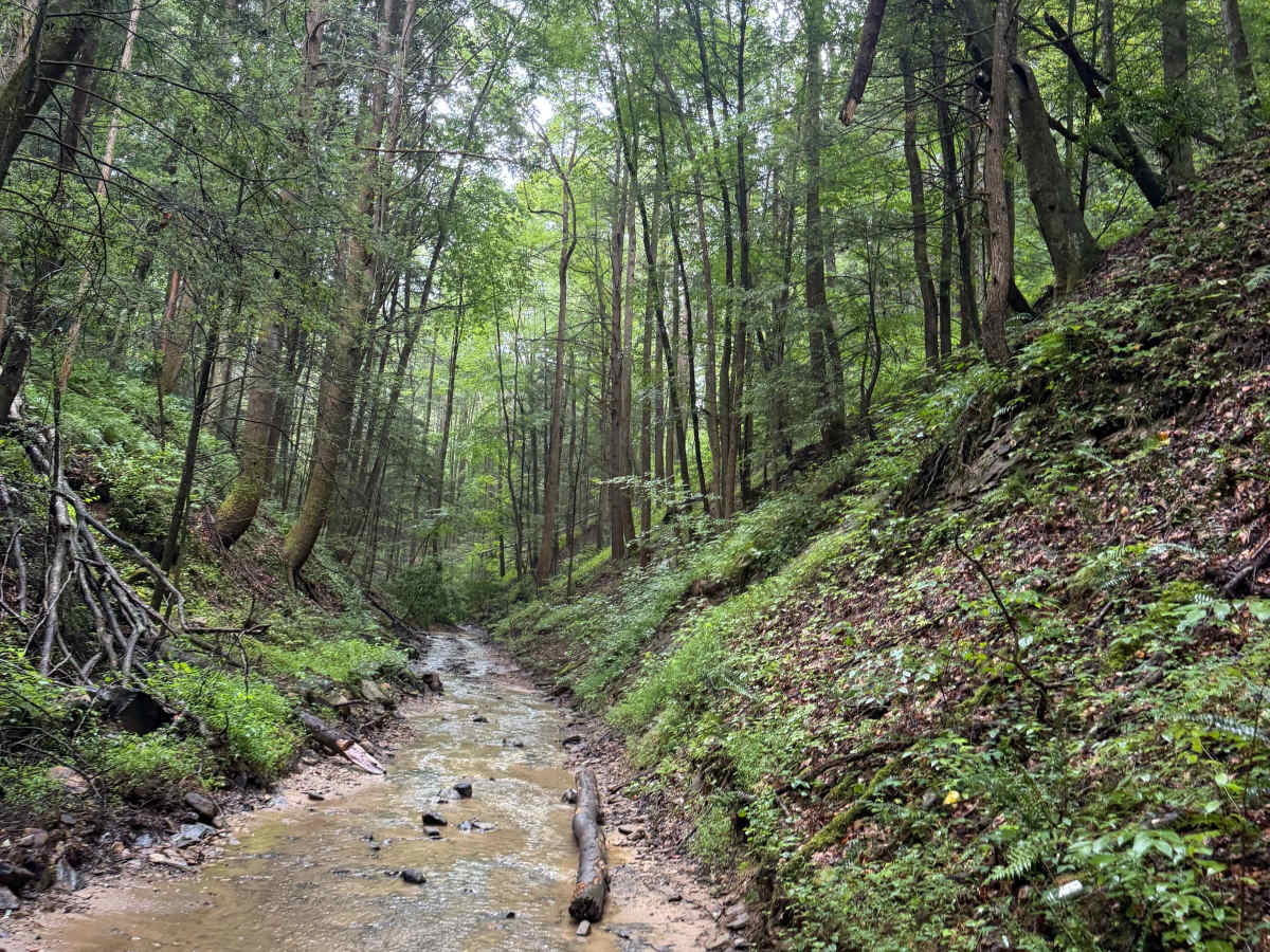 Hillbilly Holler photo 4