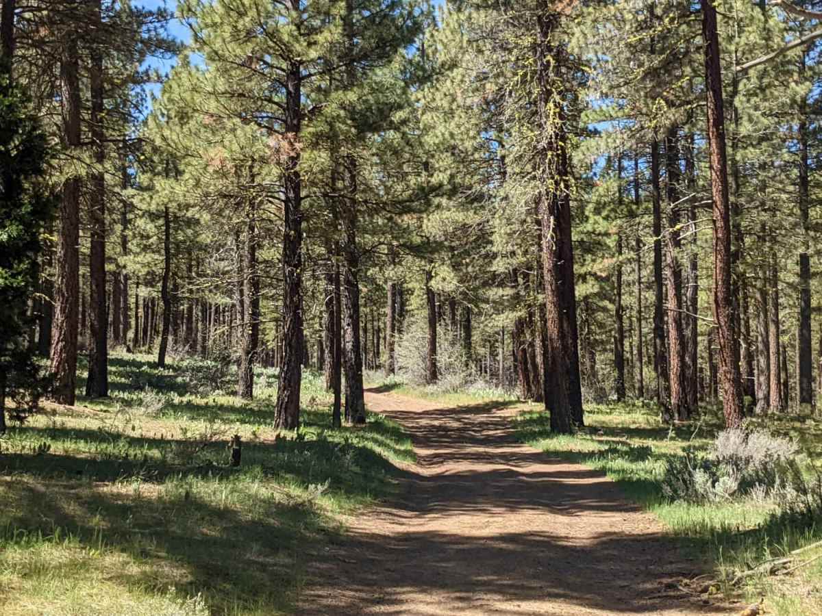 Beckwourth Tie Spur - NF23N03YB trail photo