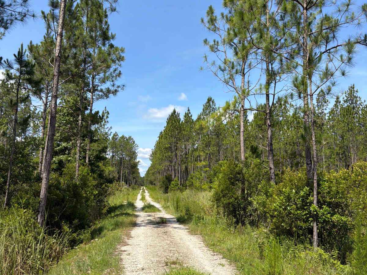 Jim‘s Road trail photo