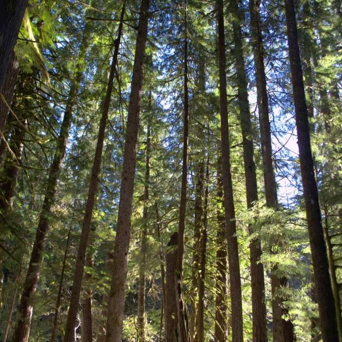 Near McKenzie River Trail: Trail Bridge to Tamolitch Pool