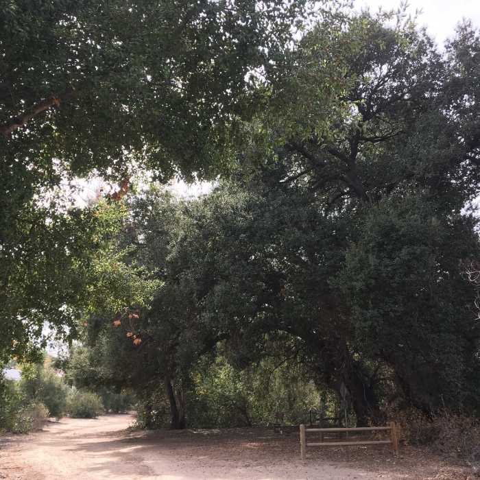 Shady seating under a gorgeous California Live Oak tree Near Whiting Ranch 20k