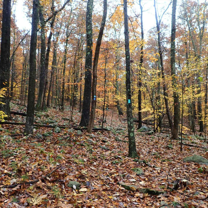 Near Shawangunk Ridge Trail: Gobblers Knob Section Near Shawangunk Ridge Trail: Gobblers Knob Section