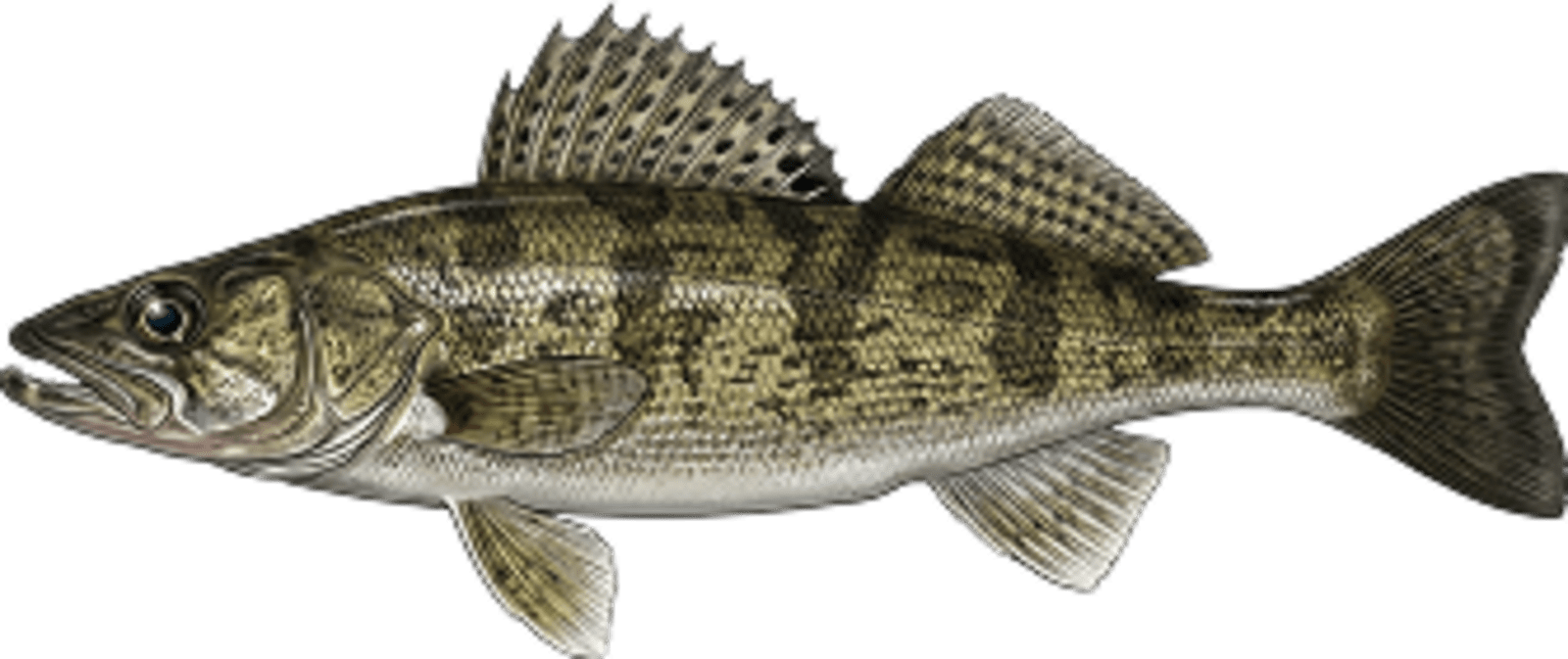Sauger