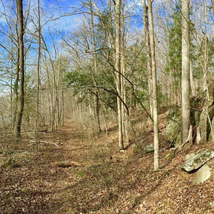 Near Lower Haw River State Natural Area