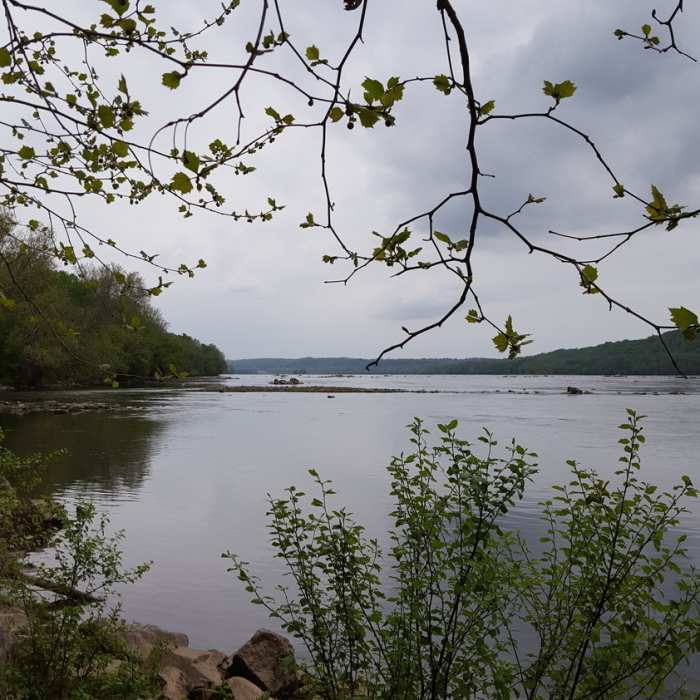 Looking north from the Susquehanna River towards Conewingo Dam. Near Deer Creek Trail to Susquehanna Ridge Trail Loop