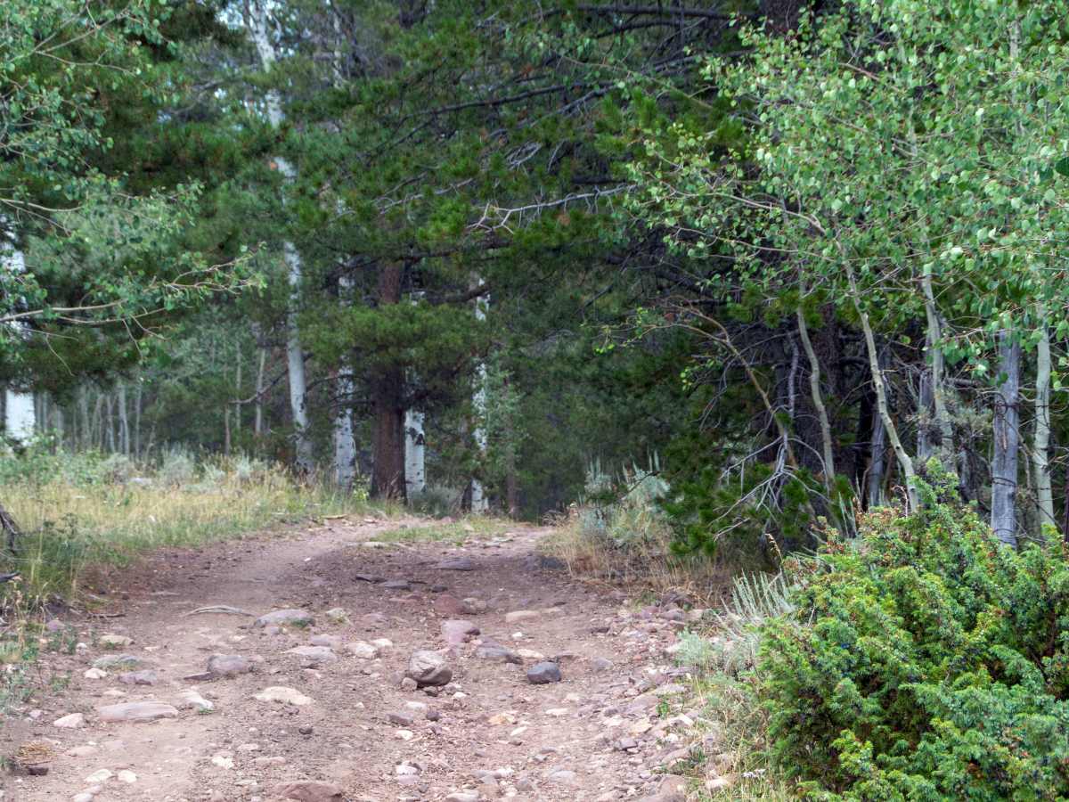 Fence Line - FS10568 photo 6