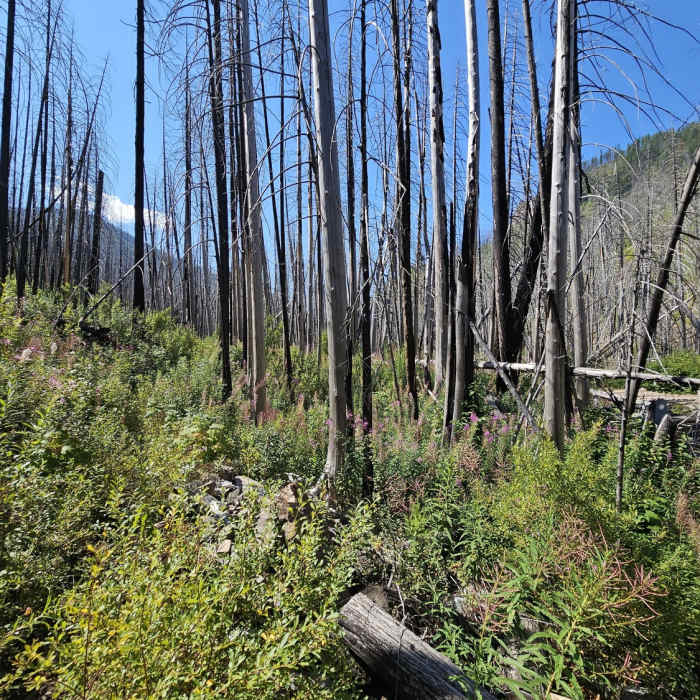 Near West Fork Fish Creek #101