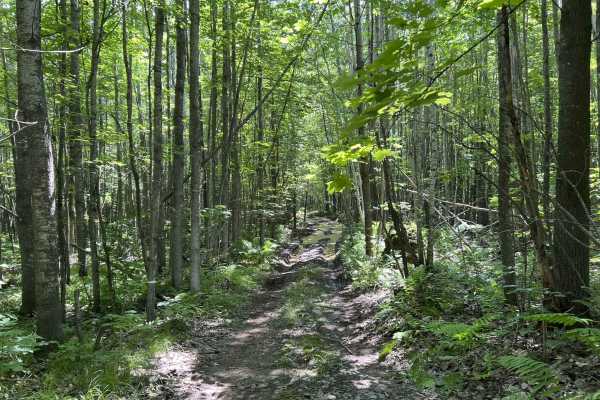 Forest County ATV/ SXS 8 Mile Loop Trail 4
