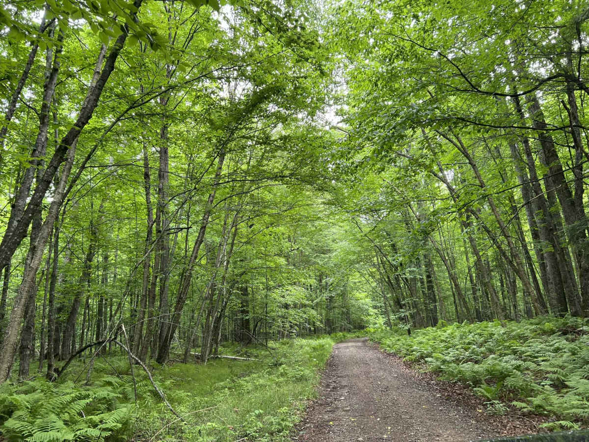FS 2379 trail photo