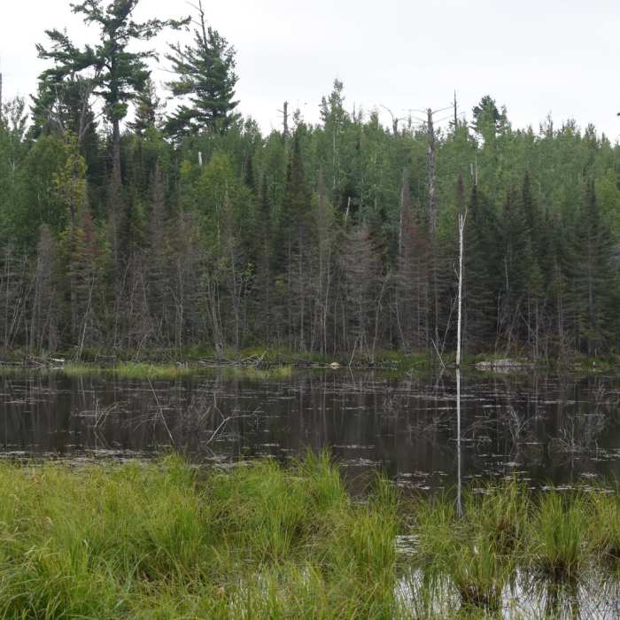 Near Secret/Blackstone Trail