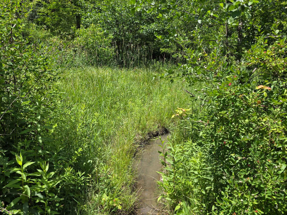 Single Track QQ photo 4