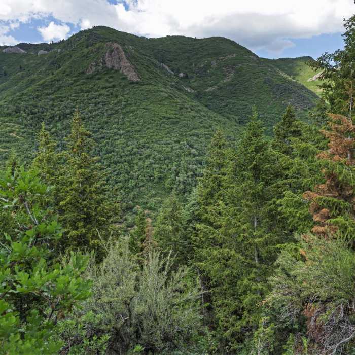 Near Terraces - Elbow Fork Trail