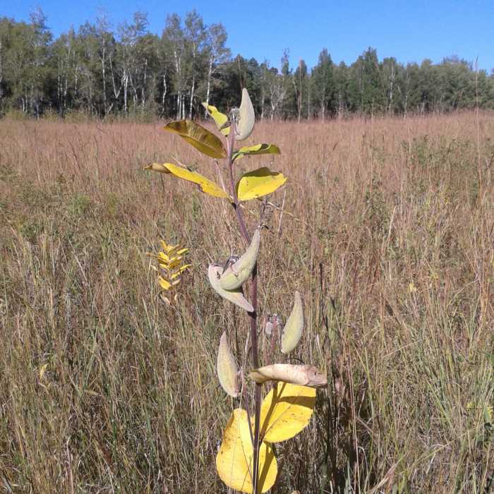 Near Tamarac Lake Loop Trail
