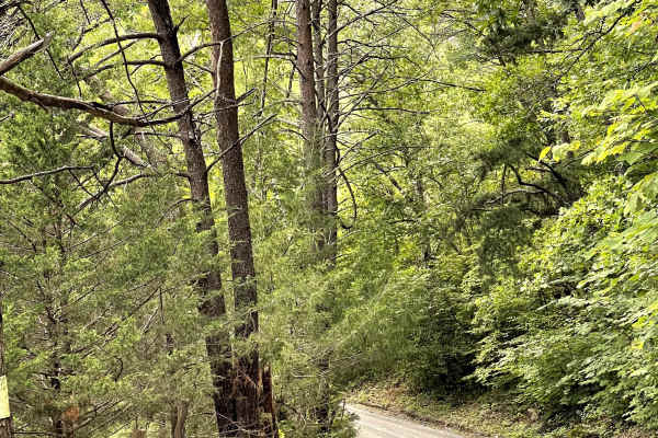 Sugar Tree Hollow