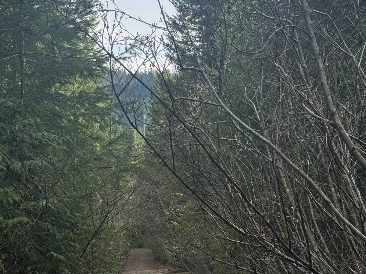 Wildcat Loop 2 - FS 7400 photo 2