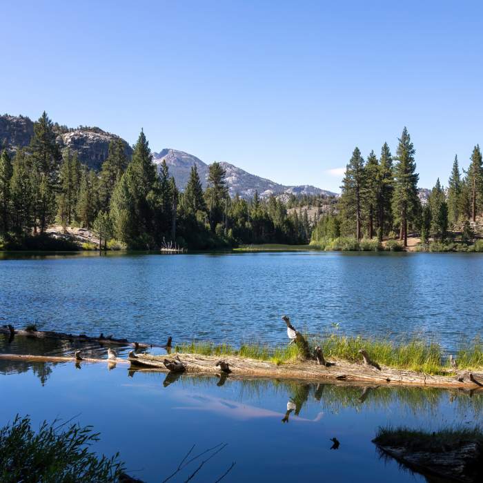 Near West Walker River Trail #046