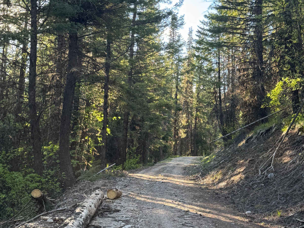 White Mountain Trail photo 2