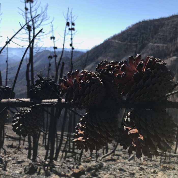 Near Pacific Crest Trail: California Section R