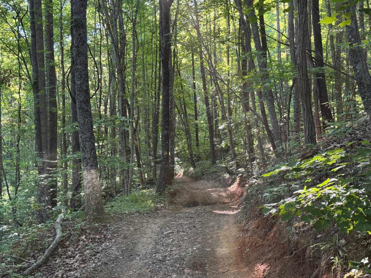 Beasley Knob Bitter Creek Loop - FS 93 trail photo
